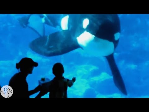 The Day Seaworld Realized Orcas Shouldnt Be Born In Tanks