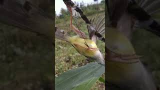 Prenjak Jali Pikat Lagu Mp3 Video Mp4 3gp Waptrick