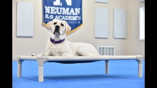 Denver (English Labrador Retriever) Boot Camp Dog Training Video Demonstration