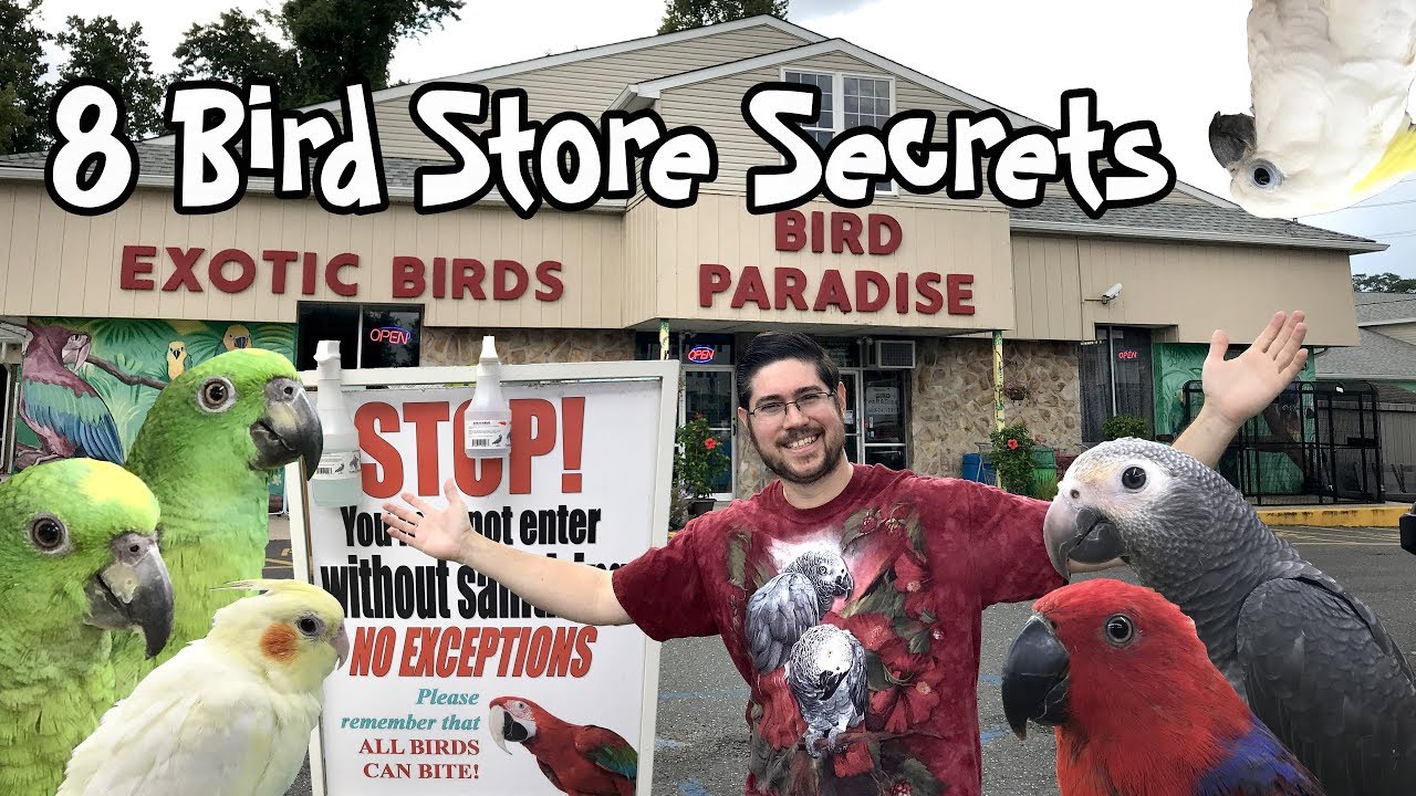 specialty bird store