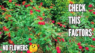 Lantana plant not blooming | How to make lantana flower | How to care lantana plant