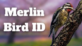 Master the Merlin Bird ID App in 8 Minutes!
