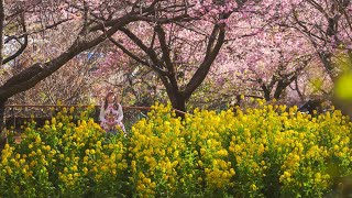 12 SHOCKING FACTS NOBODY tells you about Cherry Blossoms in Japan