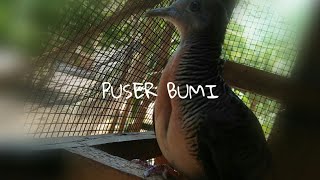 Suara Perkutut Pancoran Emas Mp3 Video Mp4 3gp M Lagu123 Fun