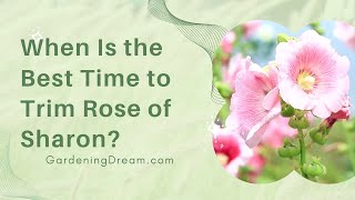 When Is the Best Time to Trim Rose of Sharon?