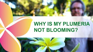 Why isn't my plumeria blooming?