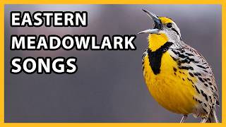 Eastern Meadowlark Songs and Calls