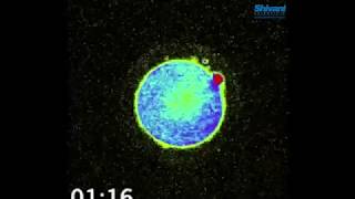 Zinc And IVF - the flash of light at the very moment a sperm cell makes contact with an egg.
