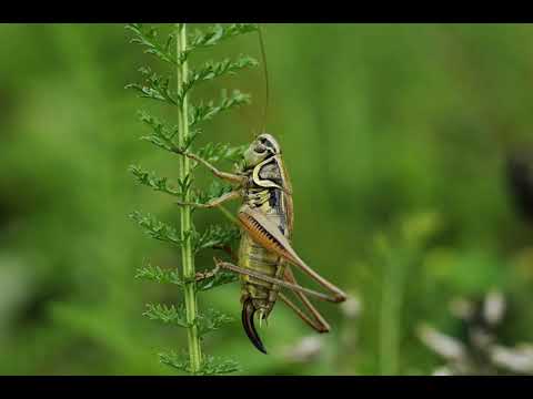 cricket sound effect no copyright