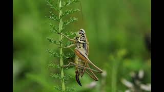 cricket sound effect no copyright