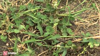 Clover Pros and Cons