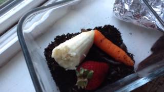 How to take care of roly pollies and what to feed them- by Ashlyn