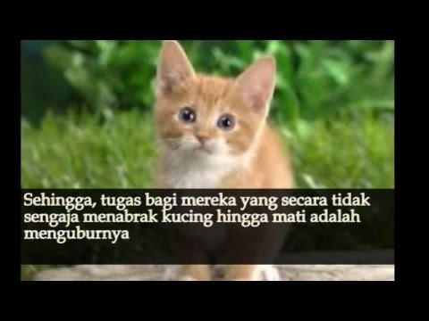 Doa Tidak Sengaja Menabrak Kucing