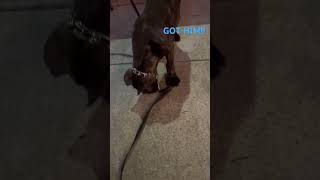 Got ants? You need this ant killer