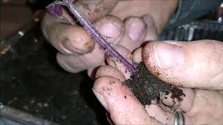 Up potting tomato plants! and dividing tomato plants don't wast your seeds