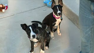 Loudoun County Animal Services shelter waiving adoption fees today