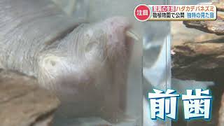 Cancer-resistant naked mole rats on display at Kumamoto City Zoo and Botanical Gardens; hopes the...