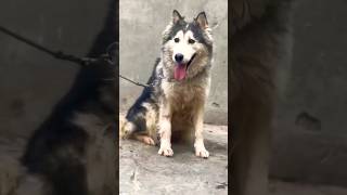 Barking Dog, Dogs Pack Sounds (Alert Sound Ladridos De Perro Para Despertarse) - Jokes Live Records