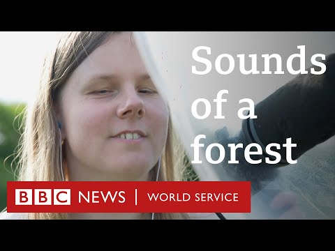The sounds of Europe's last primeval forest - BBC World Service