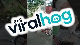 Little Girl And Her Best Friend Hitting The Streets || ViralHog