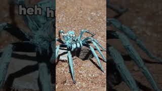 Spider Surprise