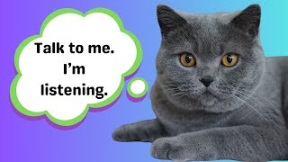 What Do Cats Really Think When We Talk To Them? | Feline Behavior Explained