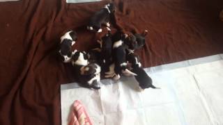Beagle pups 3 weeks old