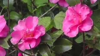 Nature scenes in Japan - fall season flowers and foliage