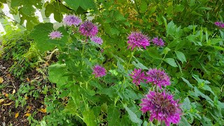 How to Grow Beautiful, Edible Bee Balm