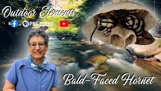Bald-Face Hornet Queen | Outdoor Elements