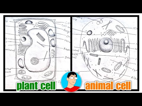 how to Draw plant and animal cell Diagram // plant cell diagram, animal cell diagram // how to Draw