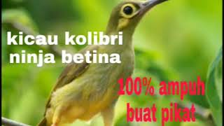 Suaraburungpikatkolibrinetinaciakciak Lagu Mp3 Video Mp4 3gp