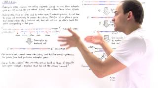cDNA Library
