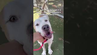 Price's Pet of the Week - Riley