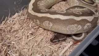 Ball Python Collection Update & Breeding Plans (Aug  2015)