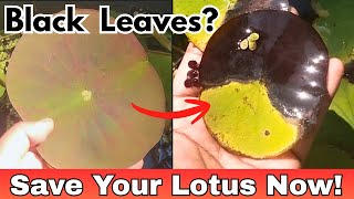 Lotus Leaves Turning Black? 🤔Reasons + Easy Solutions (FULL Guide) #gardening #lotus #youtube
