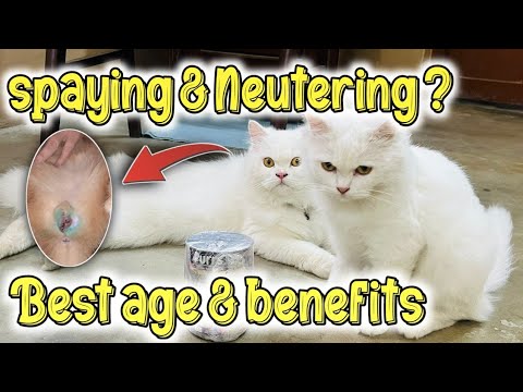 Best age of Cats for spaying & Neutering || Benefits of spaying of neutering Cats |persian cat facts