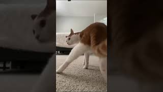 Watch My Cat Twerk Her Booty Webcam Model | Funny Video Try Not To Laugh Challenge | Animal Tik Tok