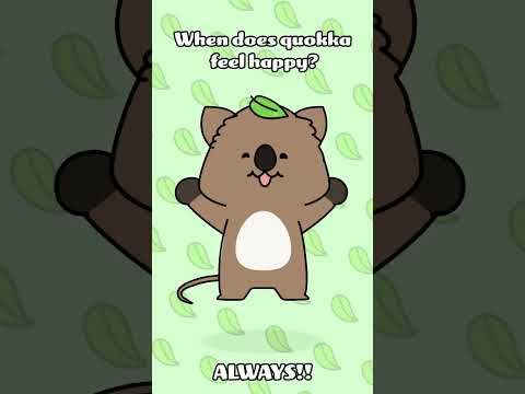 Dancing Quokka Happy Quokka Dancing Character Animation