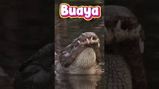 menyebut BUAYA dalam bahasa inggris 🐊 #anak #sikecilbelajar #mengenal hewan