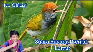 Prenjak Lumut Gacor Suara Lagu Mp3 Video Mp4 3gp Waptrick