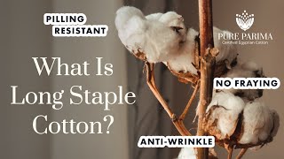 What is Long Staple Cotton? | The Best Cotton for Your Sheets | PURE PARIMA