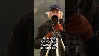 Chapter 93 - The Rise of Wolf 8 - Witnessing the Triumph of Yellowstone's Underdog - Alpha Wolves of Yellowstone: A Trilogy, Book  - Rick McIntyre