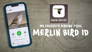 Learning Merlin Bird ID | A great FREE app for kids and adults to help YOU be a better birder!
