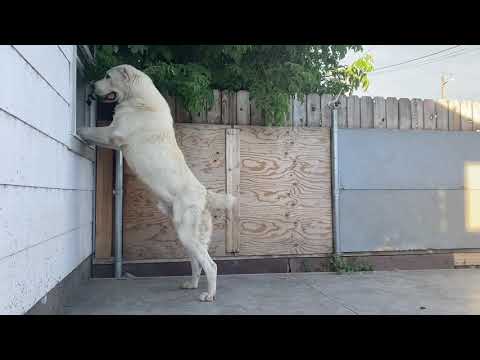 Alabai&rsquo;s dogs on the property! Beware Guardian dogs!