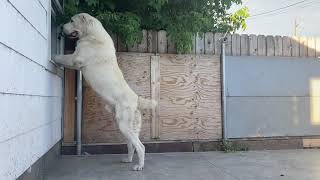Alabai&rsquo;s dogs on the property! Beware Guardian dogs!