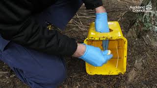 Possum trapping | Pest Animal Management |Timms trap | Auckland Council