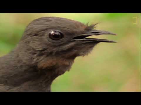 El ave Lira Soberbia macho es un gran imitador| NATIONAL GEOGRAPHIC ESPA&Ntilde;A