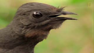 El ave Lira Soberbia macho es un gran imitador| NATIONAL GEOGRAPHIC ESPA&Ntilde;A
