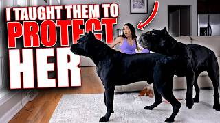 I Taught My Cane Corsos To Protect My Wife